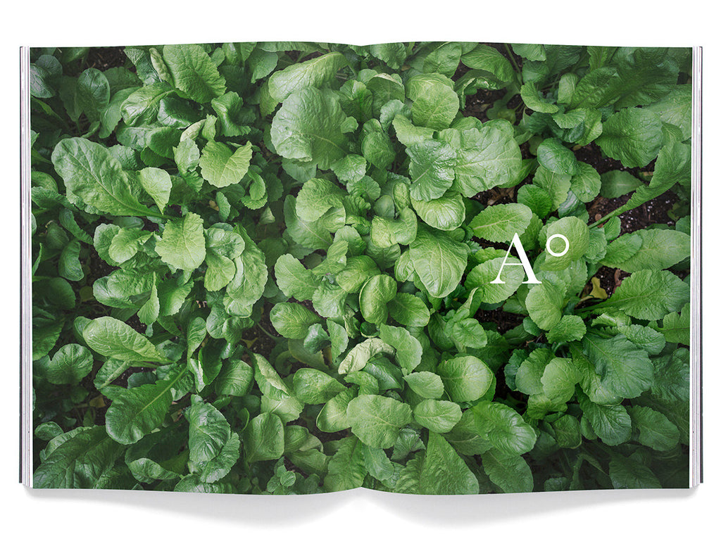 Volume 3: Brooklyn (Wholesale)